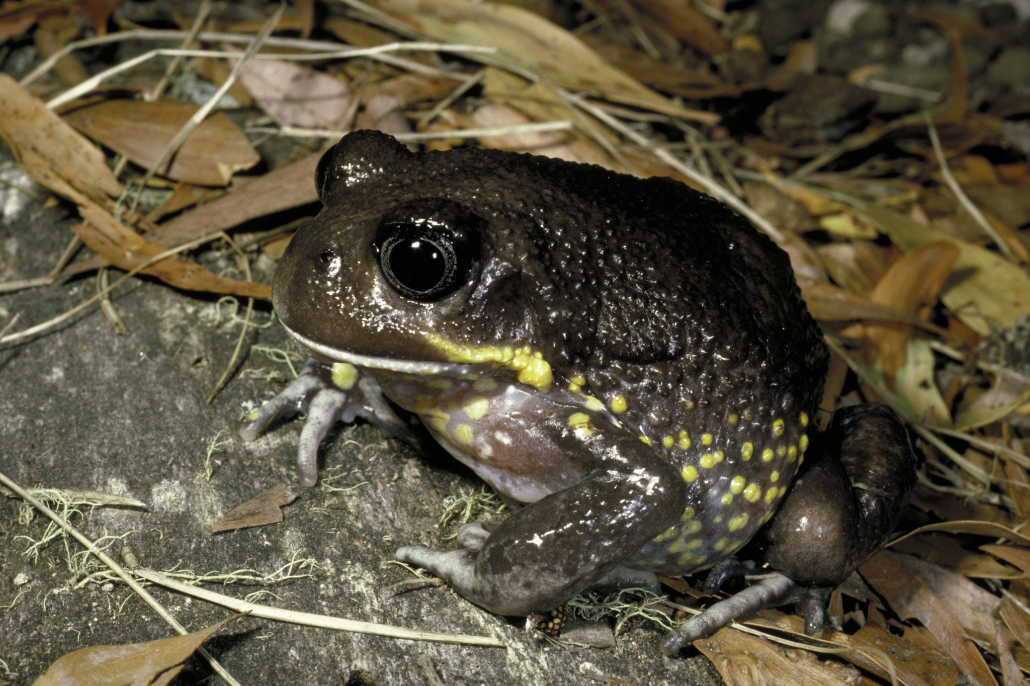 giant frog teddy